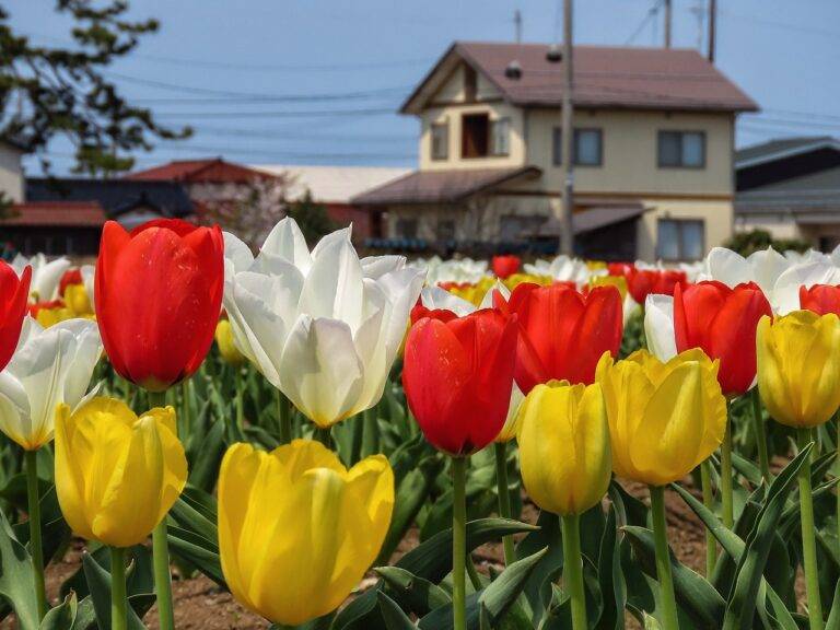 Sustainable Home Lighting: Energy-Efficient Options for Every Space